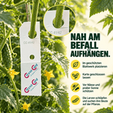 Florfliegen gegen Blattläuse und Wollläuse - CannaSelection®