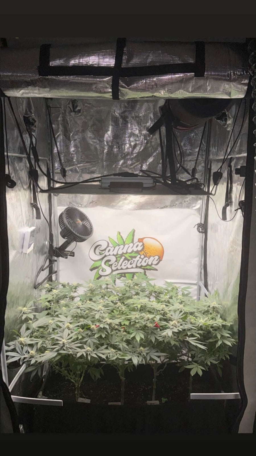 Das Indoor-Setup von IT_GROWERIN mit vier Pflanzen im Living-Soil-Beet