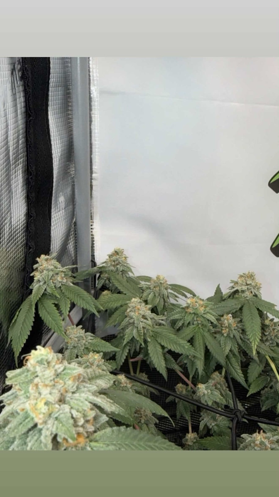 Cannabisblüten in der späten Blütephase im Grow von IT_GROWERIN