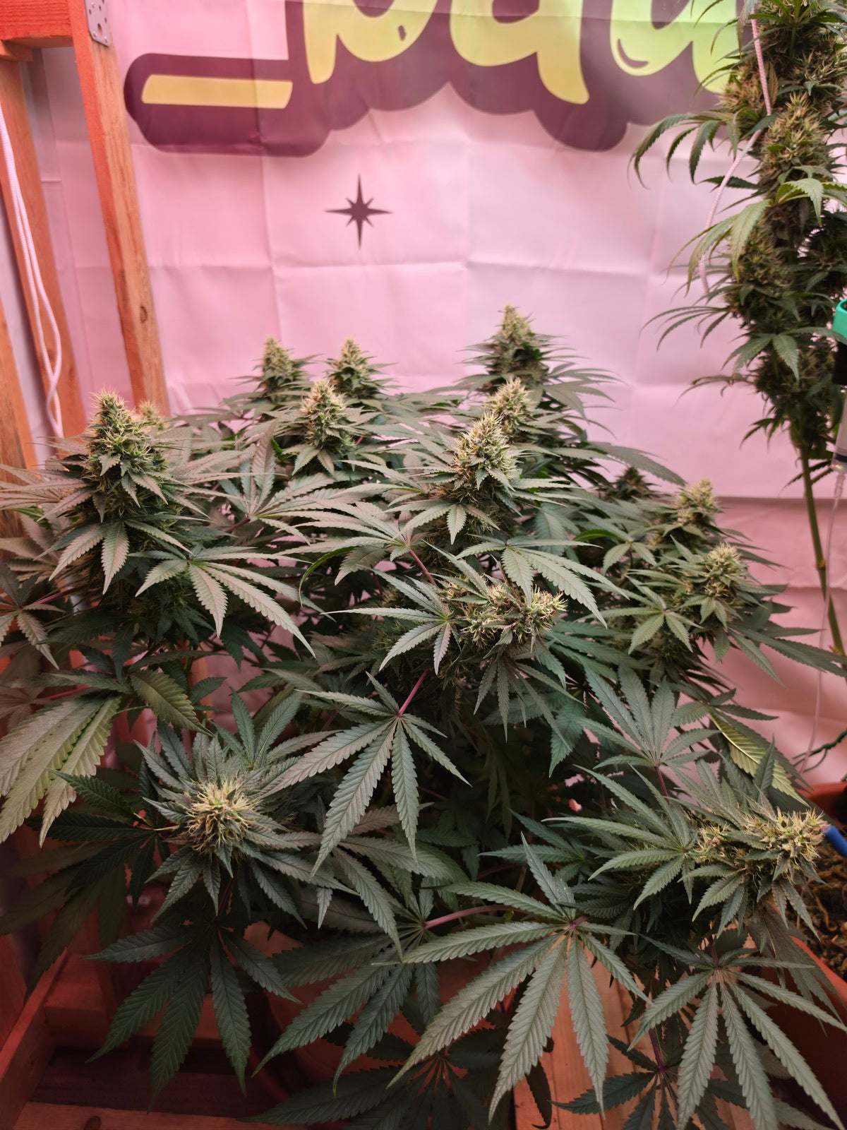 Afghani #1 im Indoor-Setup von Philipp - Gesamtansicht der Pflanze