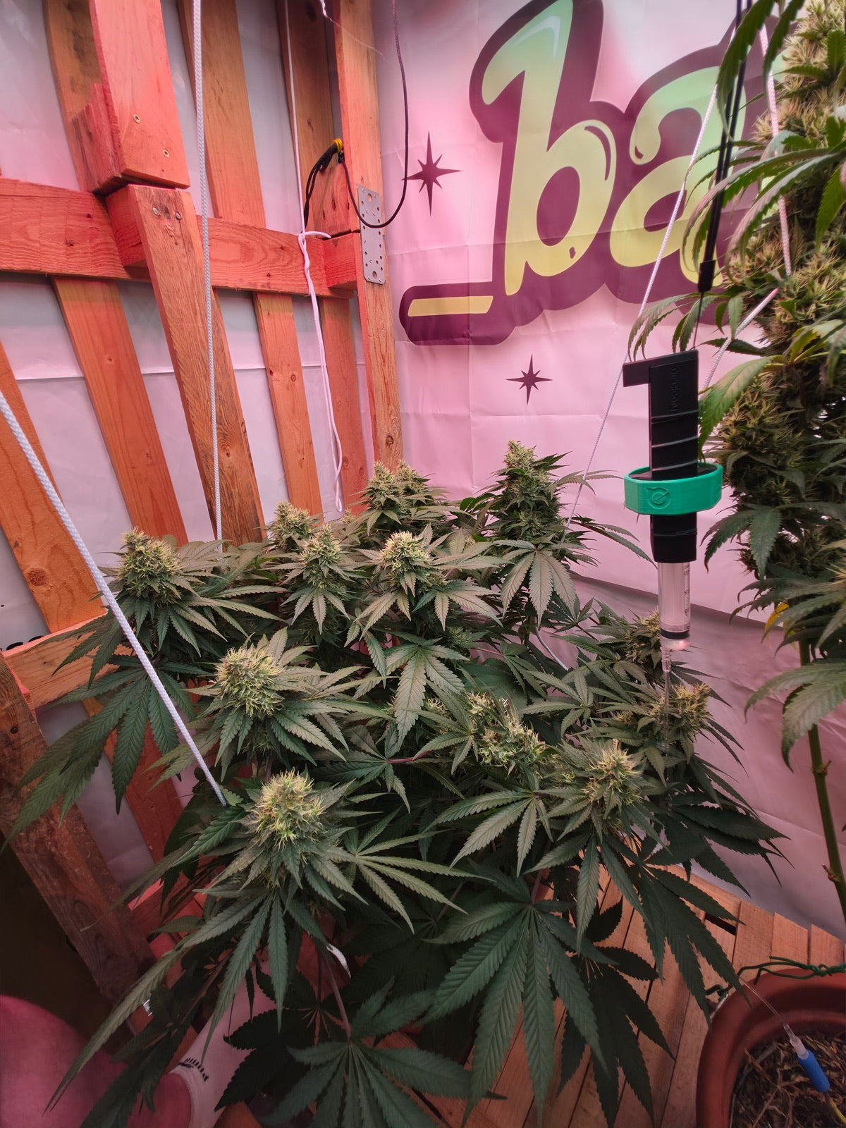 Afghani #1 im Indoor-Grow von Philipp - kompakter Aufbau in der Blüte