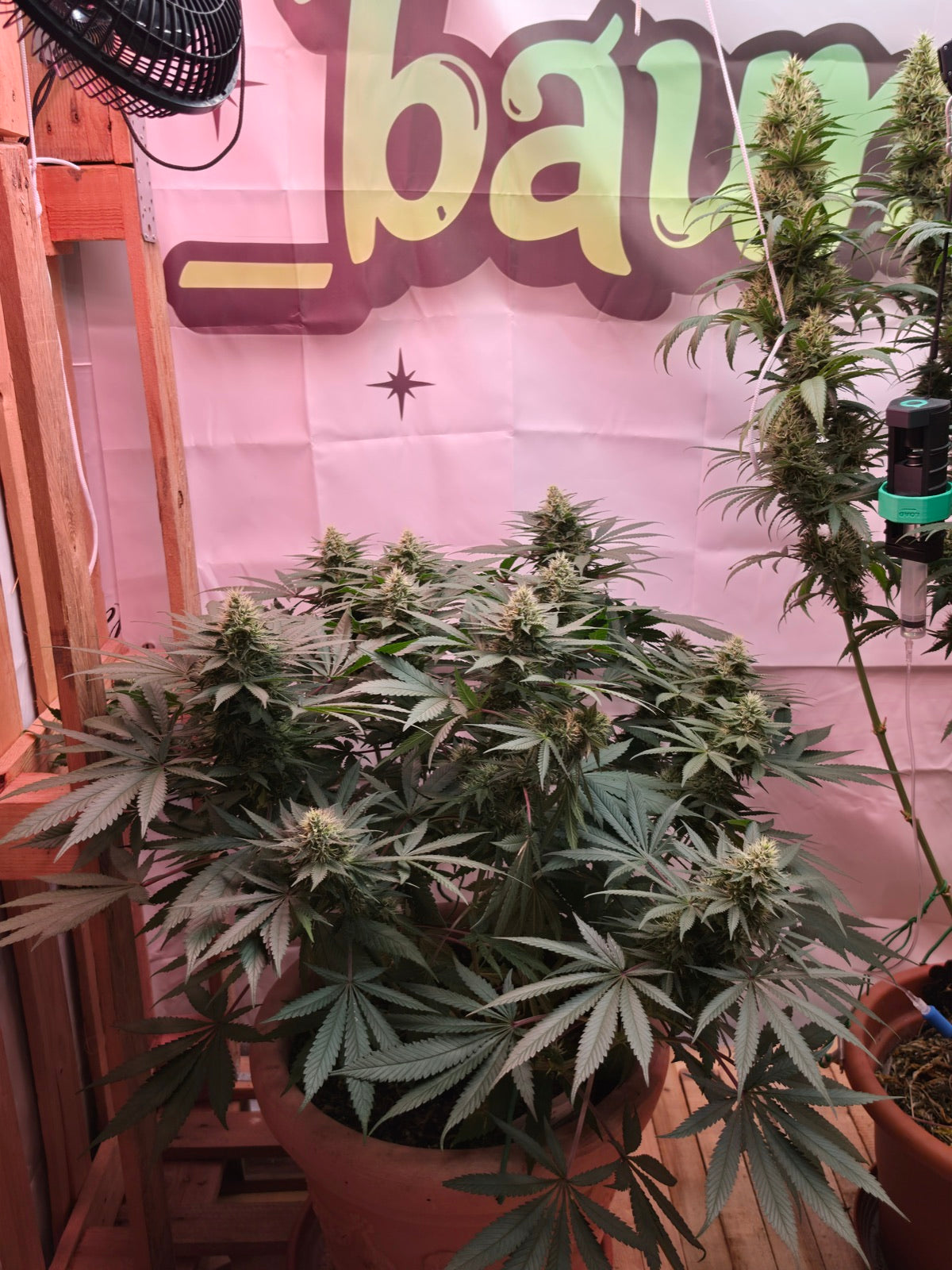 Afghani #1 im Indoor-Grow von Philipp - blühende Pflanze mit mehreren Haupttrieben