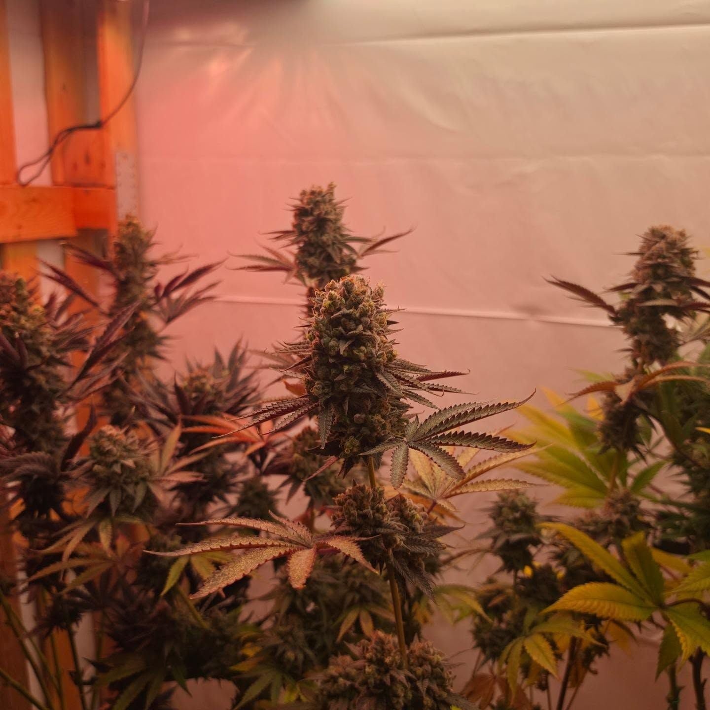 Maui Waui im Indoor-Setup von Philipp - Blick über die reifenden Blüten