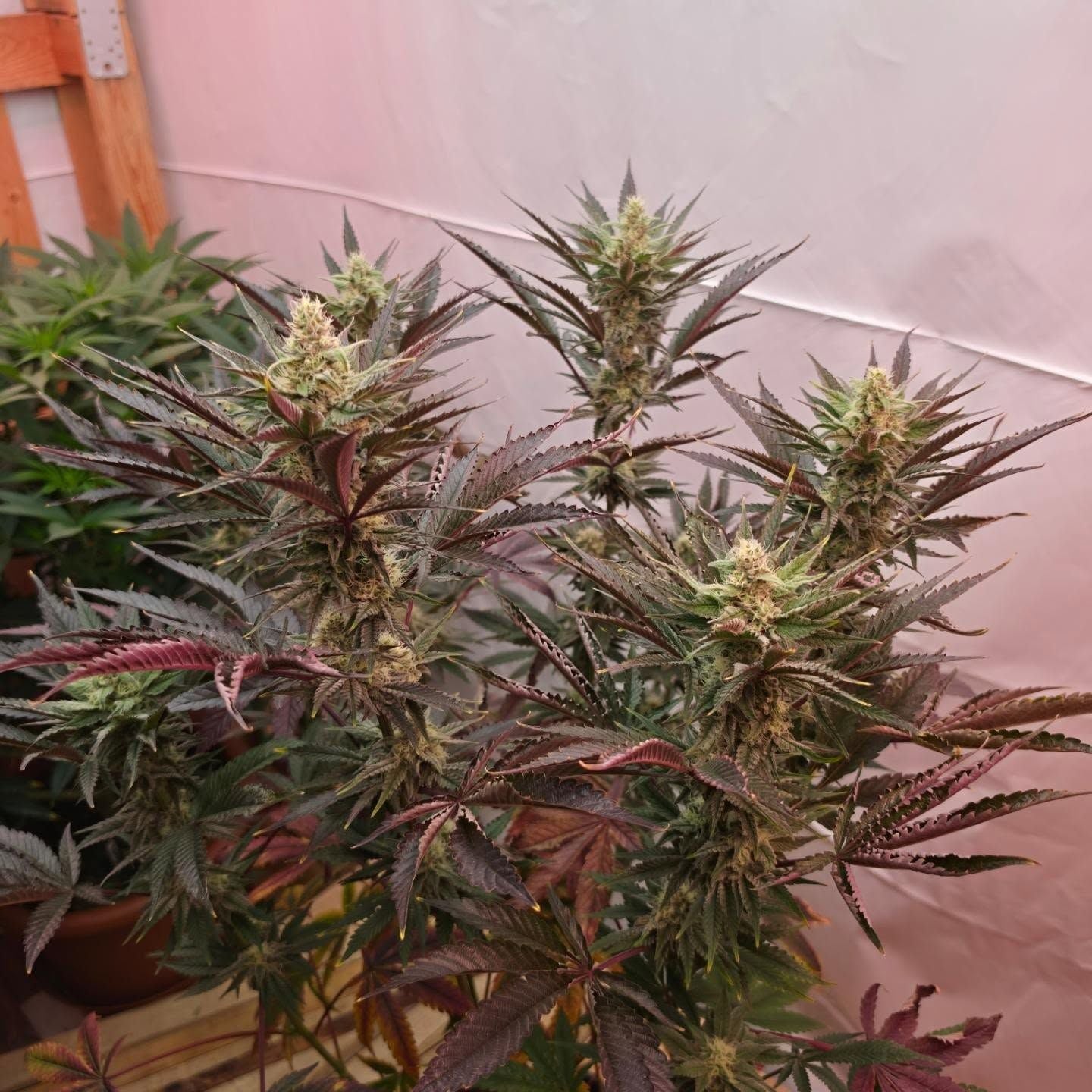 Maui Waui im Indoor-Grow von Philipp - Blütenentwicklung im Pflanzendach