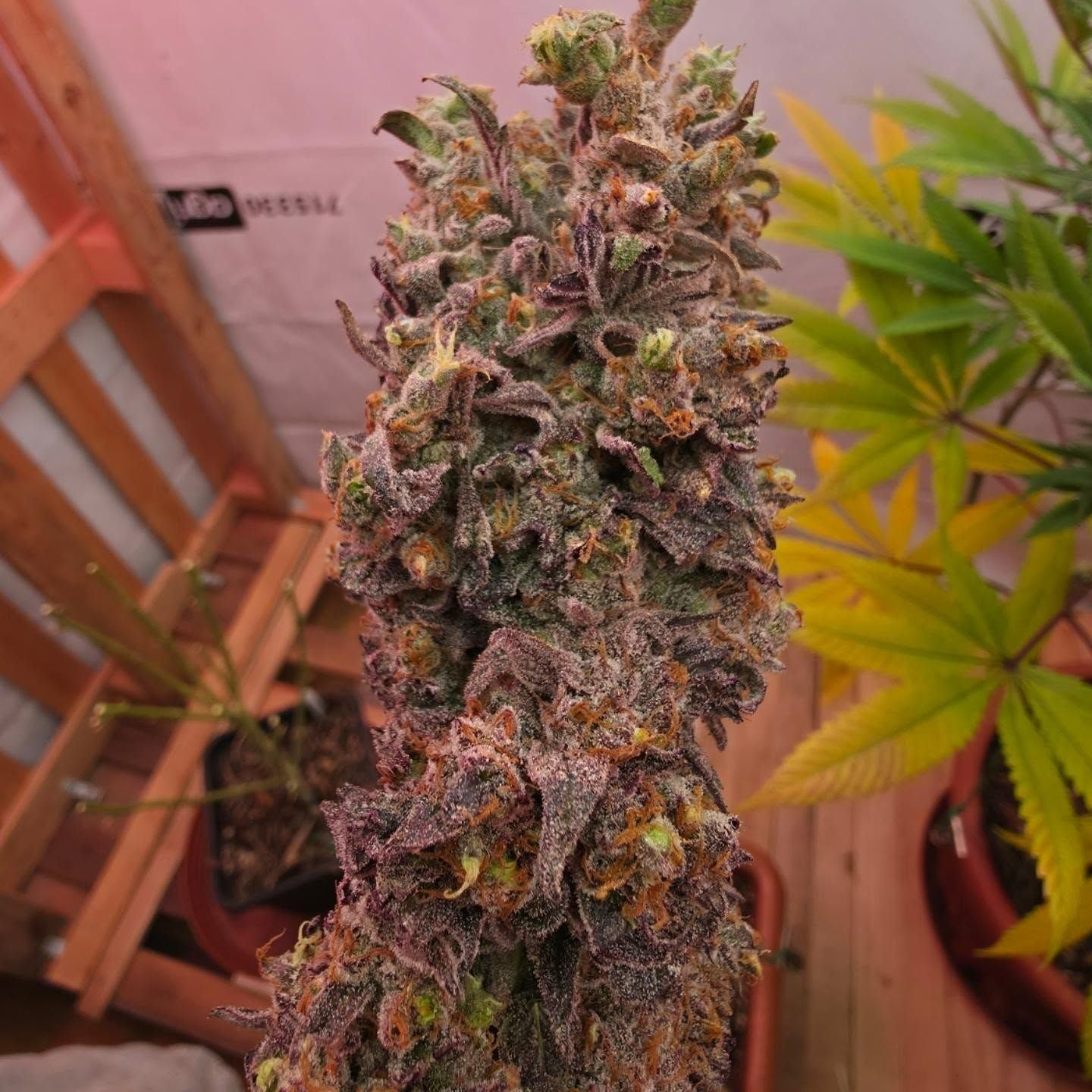 Maui Waui - Nahaufnahme einer reifen violett gefärbten Hauptblüte