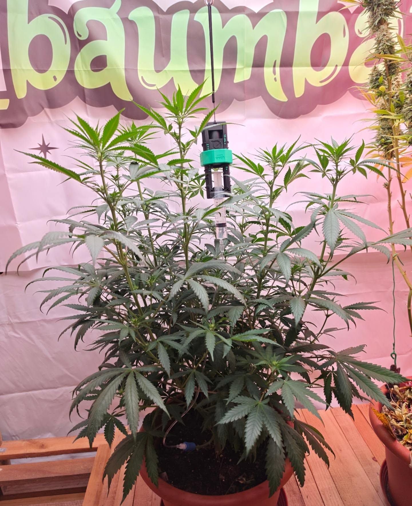 Super Silver Haze im Indoor-Grow von Philipp - hohe Pflanze während der frühen Blütenbildung