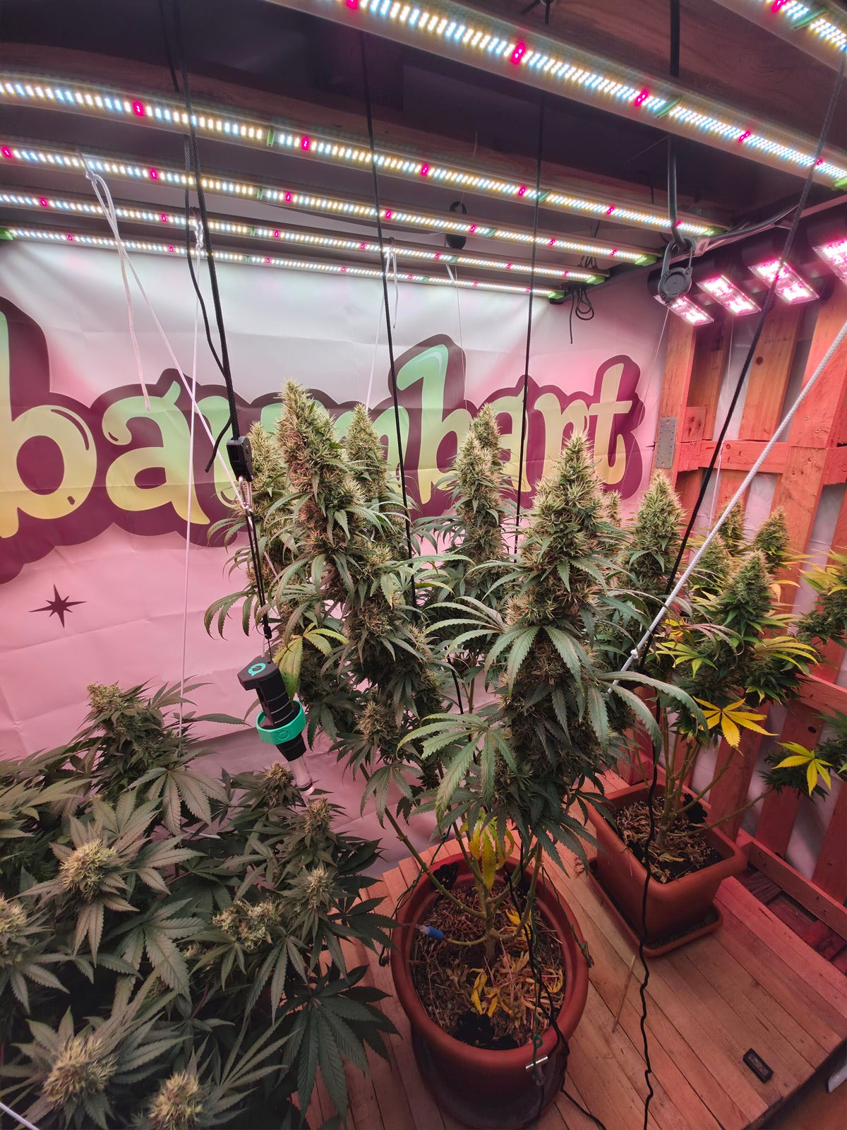 Super Silver Haze im Indoor-Setup von Philipp - Gesamtansicht unter LED-Beleuchtung