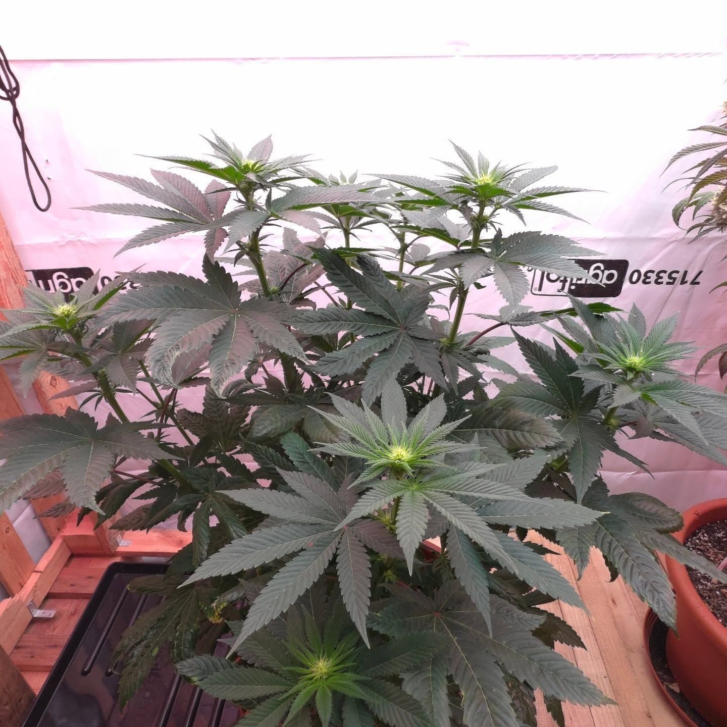 White Truffle im Indoor-Grow von Philipp - Pflanzendach zu Beginn der Blütenbildung