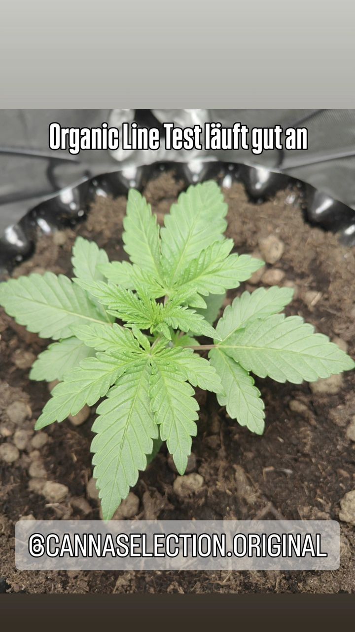 Junge Unclez 24K während des Organic-Line-Grows von BrutalerBubbatz