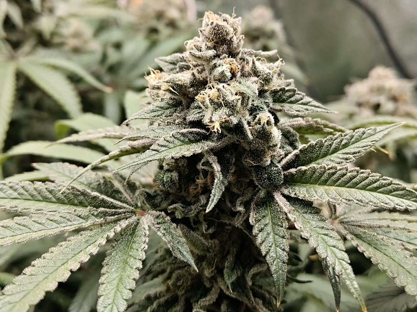 Kompakte Unclez-24K-Blüte mit dichter Trichombedeckung