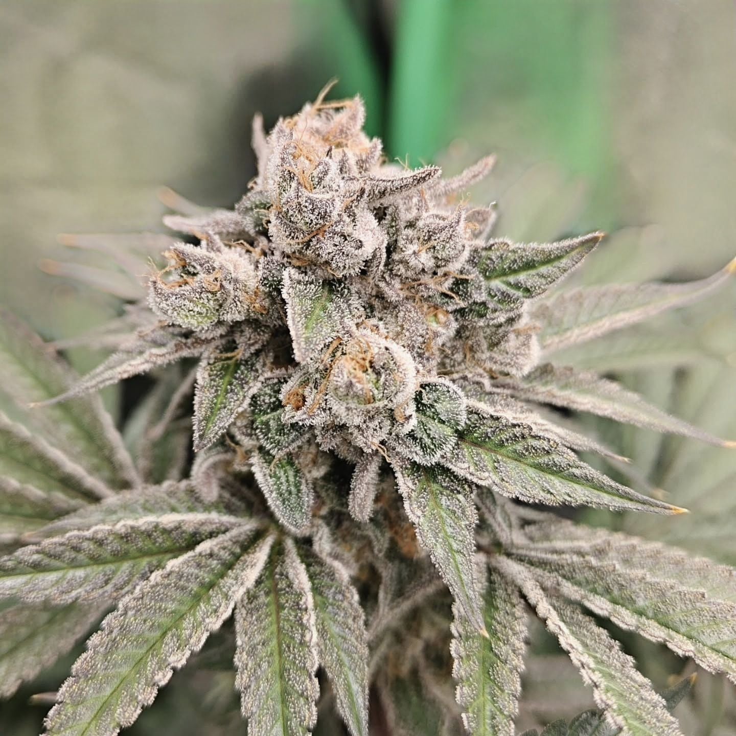 Bereifte Unclez-24K-Blüte aus dem Grow von BrutalerBubbatz
