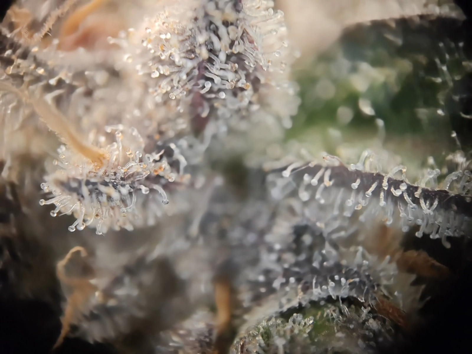 Makroaufnahme der Trichome auf einer Unclez-24K-Blüte