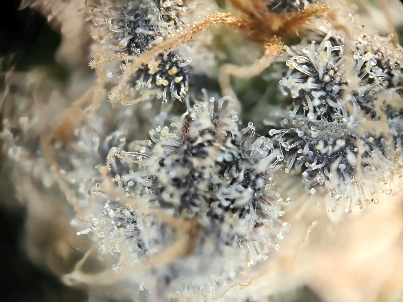 Nahaufnahme reifer Trichome der Unclez 24K