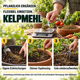Kelpmehl / Algenmehl – 100 % Kelp - CannaSelection®