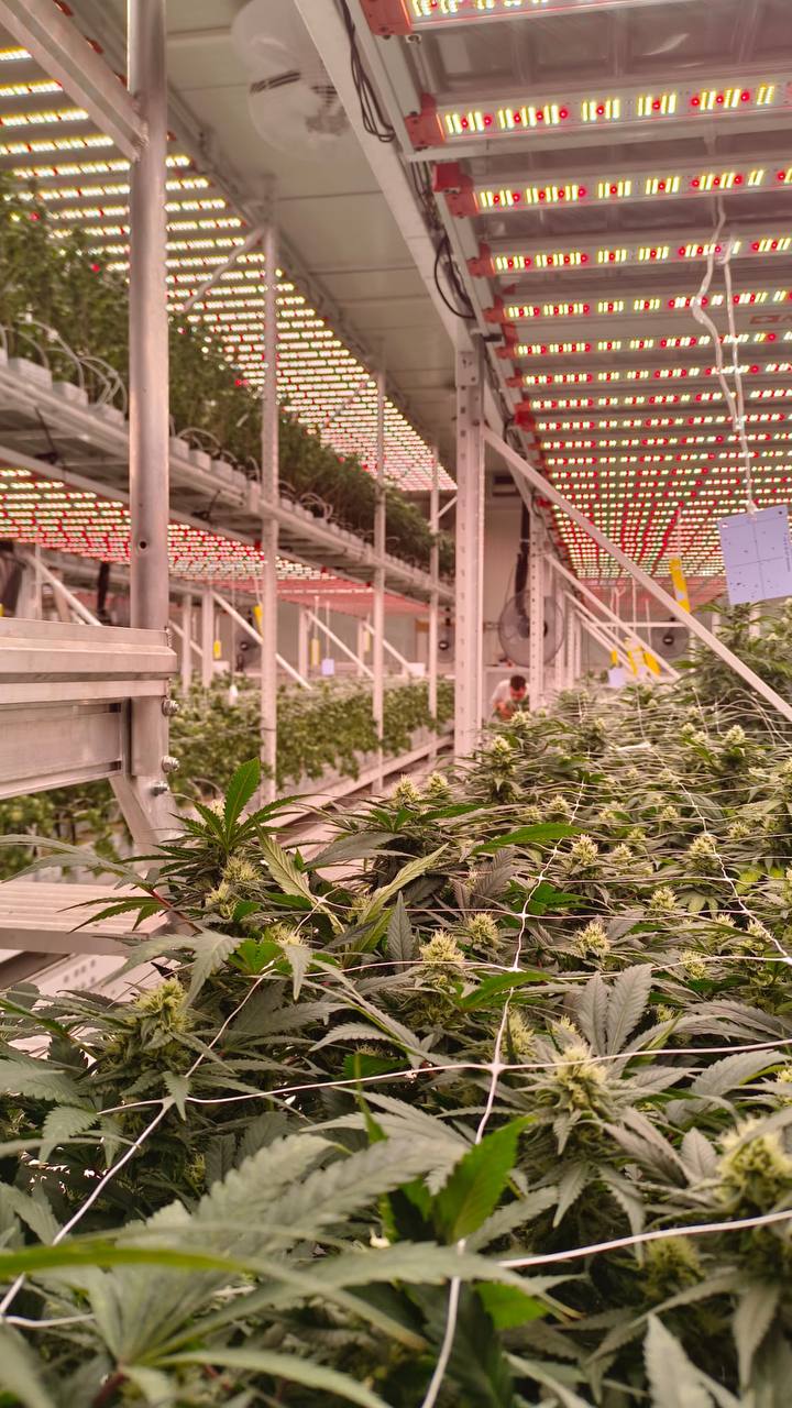 CannaSelection Profil Galerie