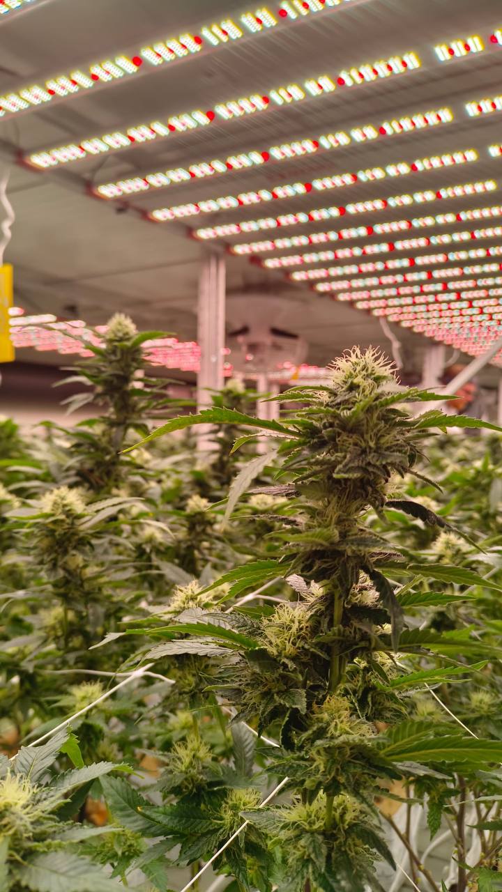 CannaSelection Profil Galerie